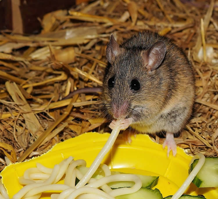 Image shows a mouse eating spaghetti.