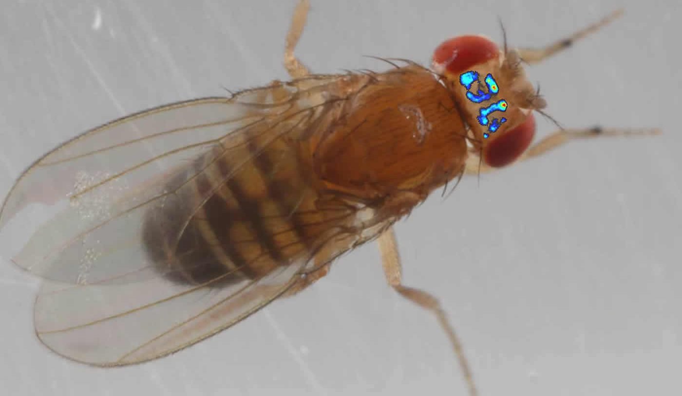 Image shows a fly.