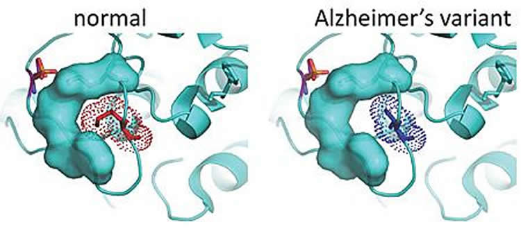 Image shows 3D structures of PKC proteins.
