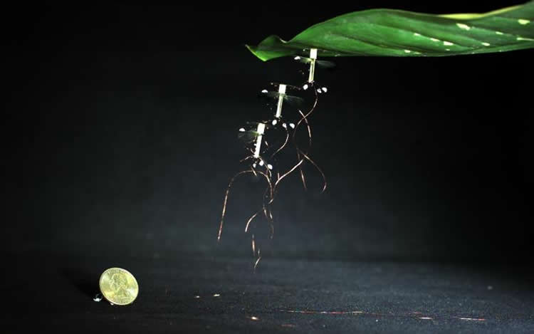 Image show the RoboBee.