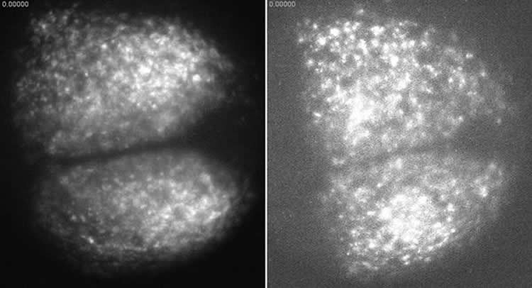 Image shows neurons in the SCN.