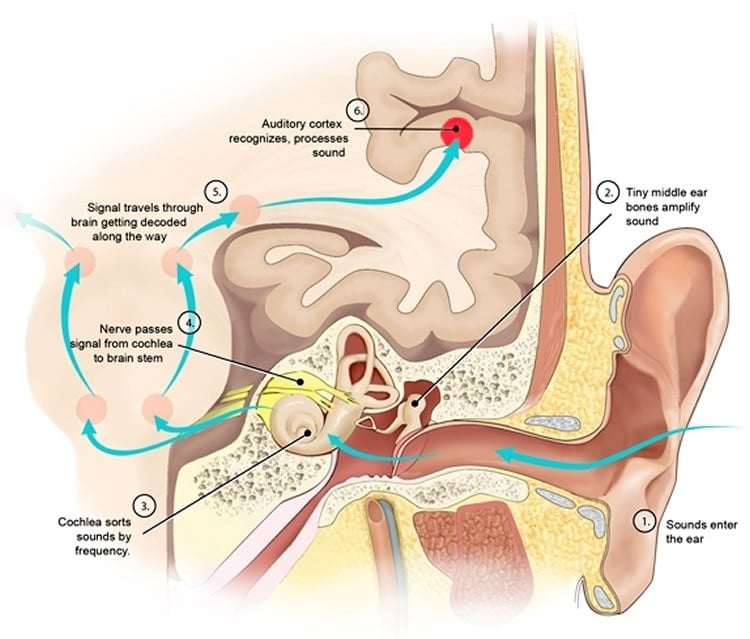 Diagram explains hearing mechanism.