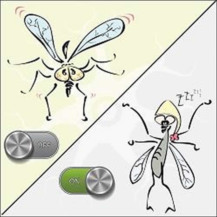 Image shows a cartoon of fruit flies.