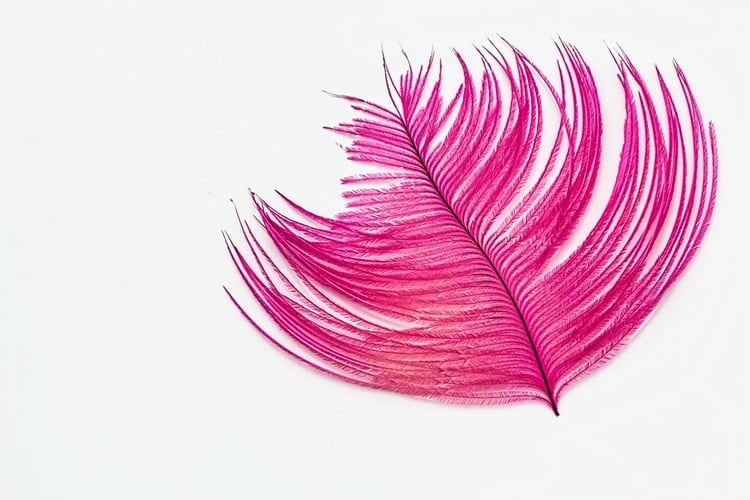Image shows a pink feather.