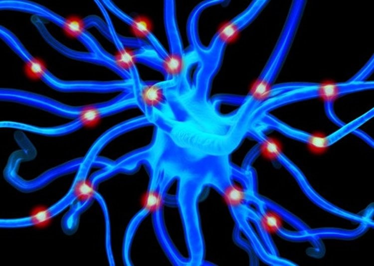 Image shows a neuron.