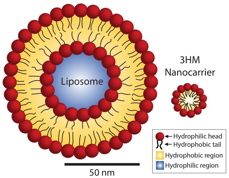 Image shows a liposome.