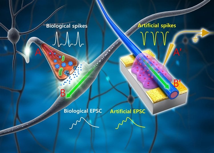 Human brain stimulated by artificial synaptic device