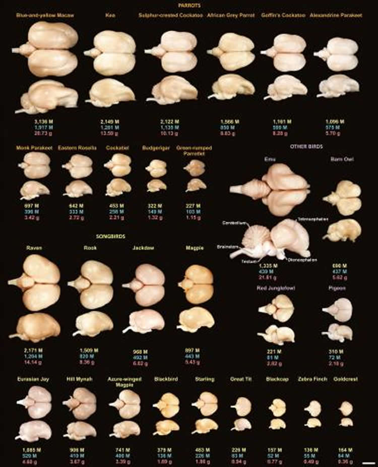 Image shows bird brains.