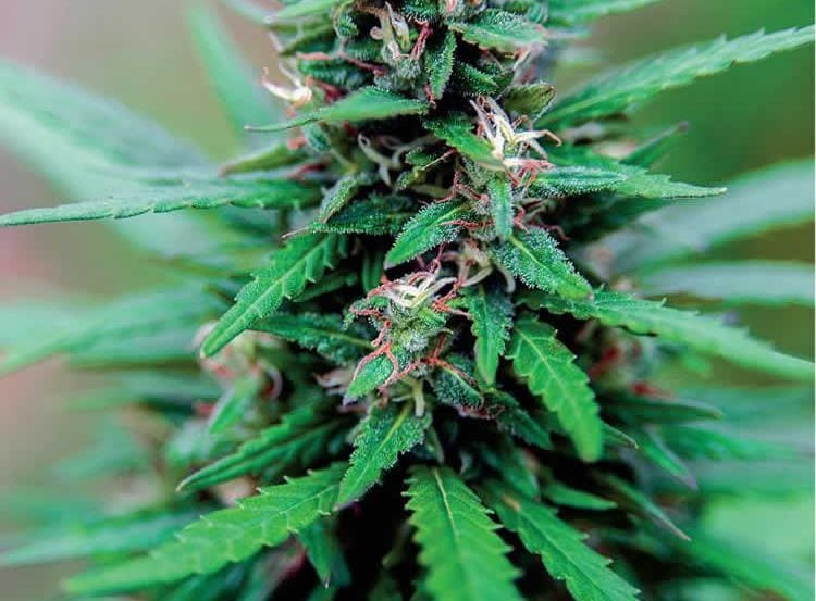 Image shows a cannabis sativa plant.
