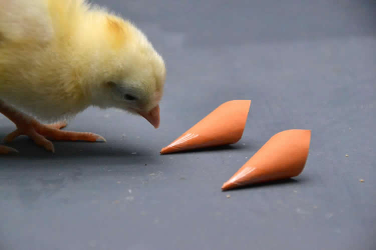 Image shows a chicken pecking at two orange cones.