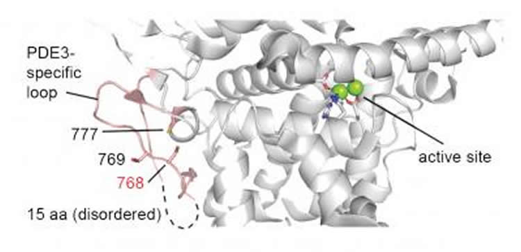 Image shows the crystal structure of the cAMP-degrading enzyme phosphodiesterase PDE3B.