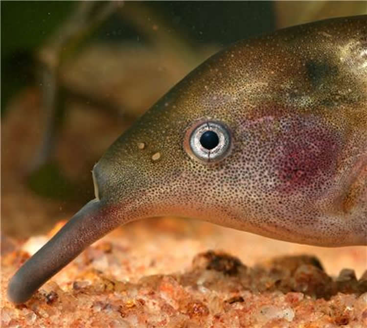 Elephant-nose Fish - Learn About Nature