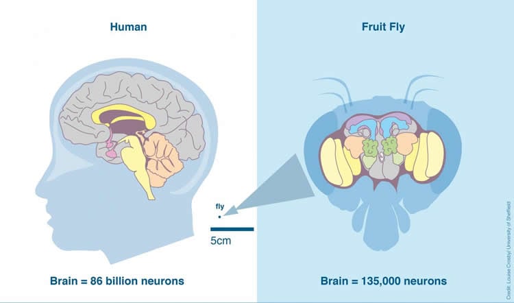 Image shows a diagram of a fly brain.