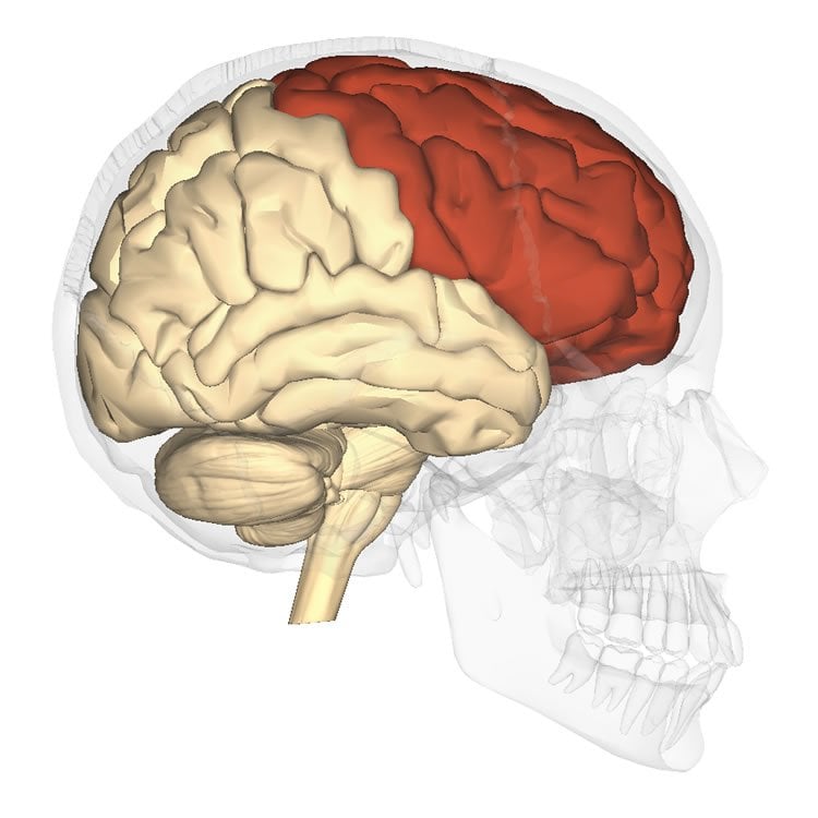 Image shows the location of the frontal lobe in the brain.
