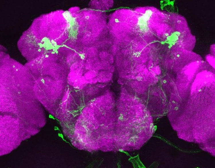 Image shows a drosophila brain.