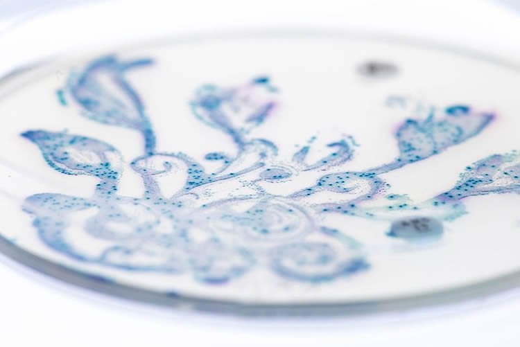Gut bacteria in a petri dish.