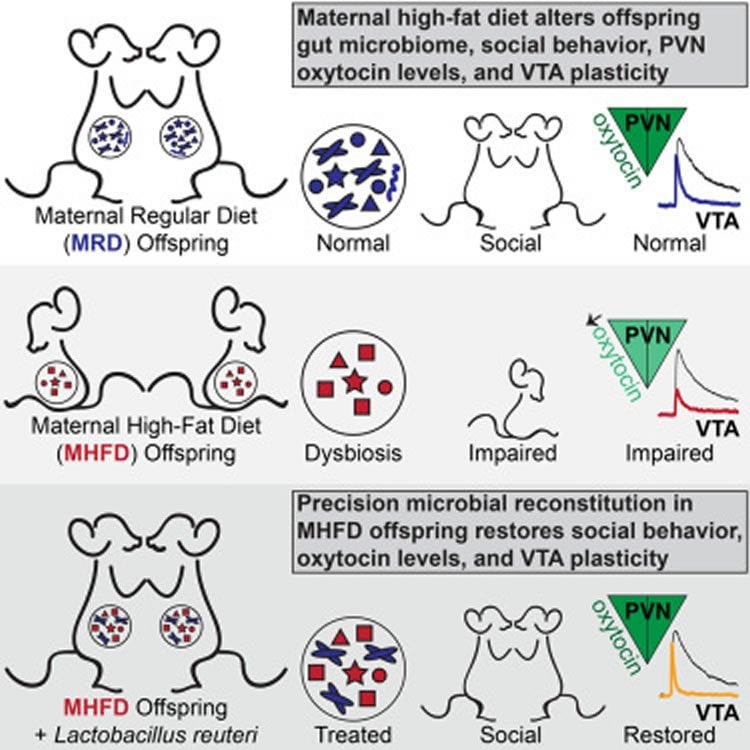 Diagram shows how dysbiosis causes the autism like behavior in mice.