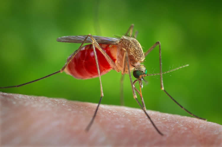 Image shows a mosquito.