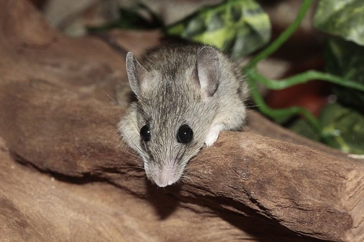 Image shows a mouse.