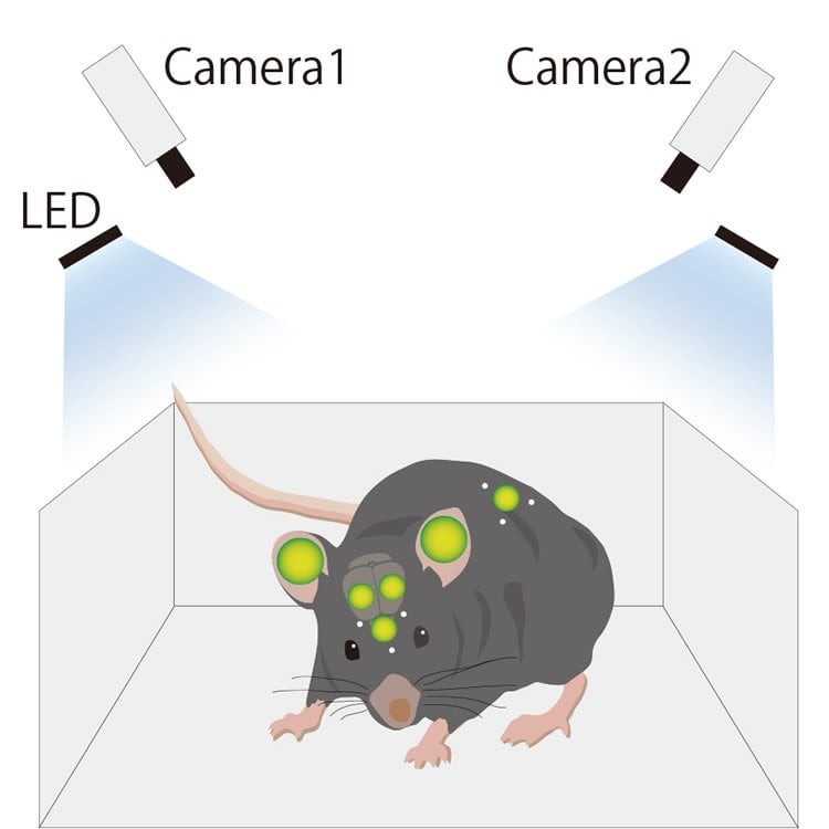 Image shows a mouse.