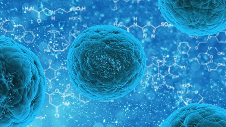 Image shows stem cells.