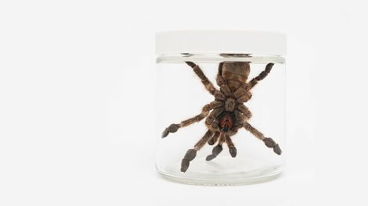 Image shows a West African tarantula.