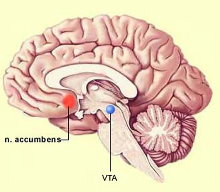 Illustration shows the location of the VTA in the brain.