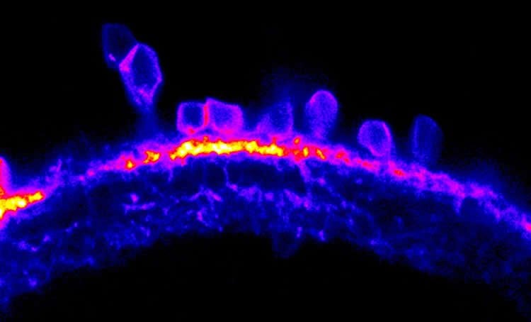Image shows a neural cells in a zebrafish retina.