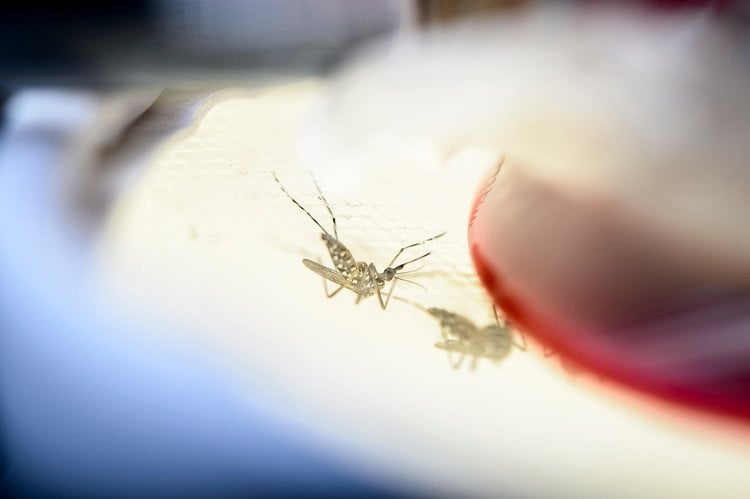 Photo of a mosquito biting a finger.