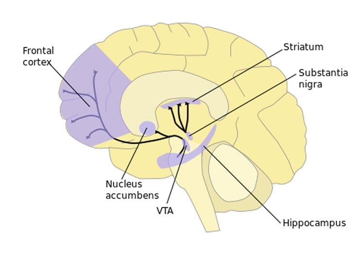 Image shows the location of the striatum in the brain.