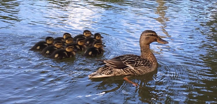 Image shows ducklings.
