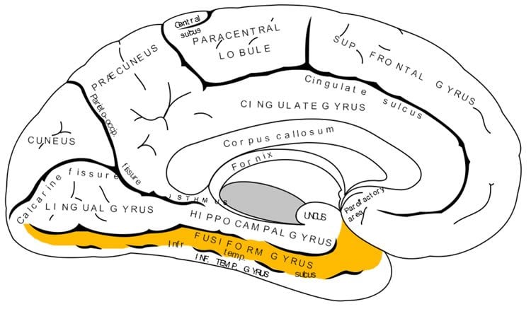 Image shows a brain with the fusiform gyrus highlighted.