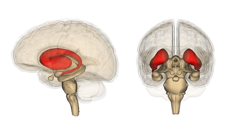 Image shows the location of the striatum in the human brain.
