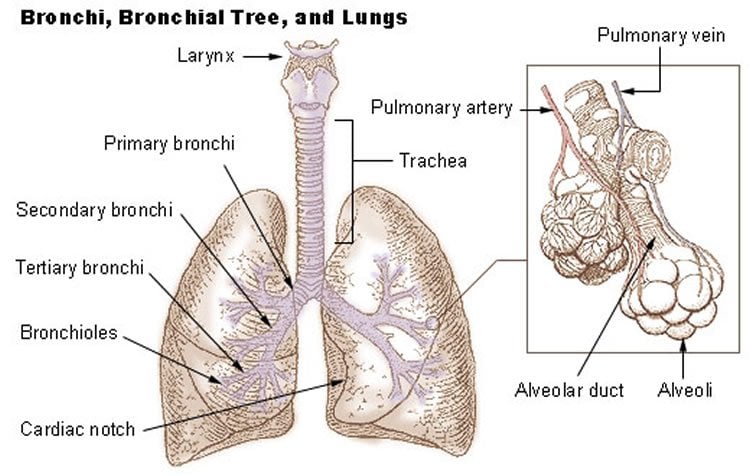 Image shows a labeled diagram of the lungs.