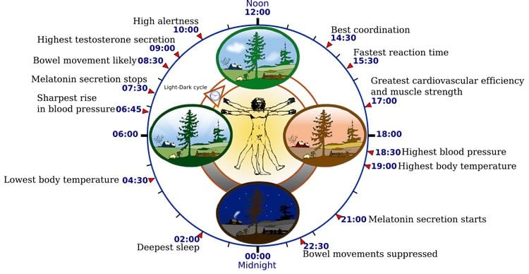 Diagram of the circadian clock.