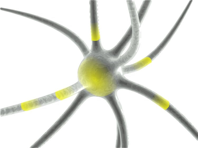 Image of a neuron.