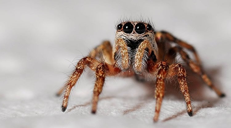 Image shows a spider.
