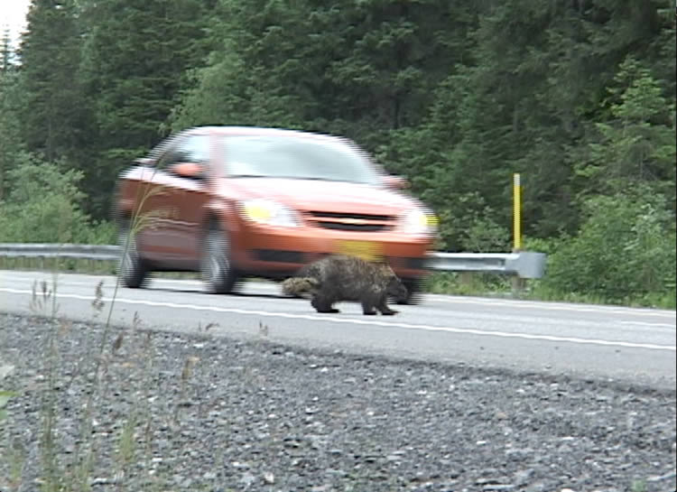 Image shows a car and a porcupine.