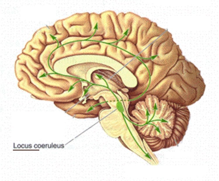 Image shows the location of the lc in the human brain.