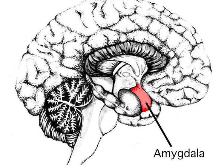 Image shows the location of the amygdala in the human brain.