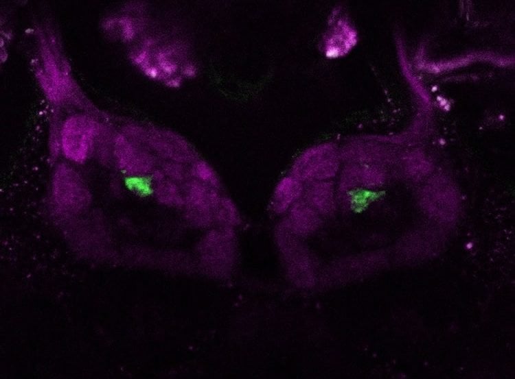 Image shows antennal lobe in the olfactory center of a fly.