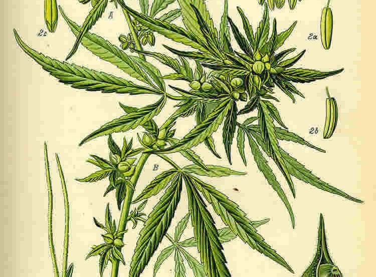 Illustration of a cannabis plant from a horticultural book.