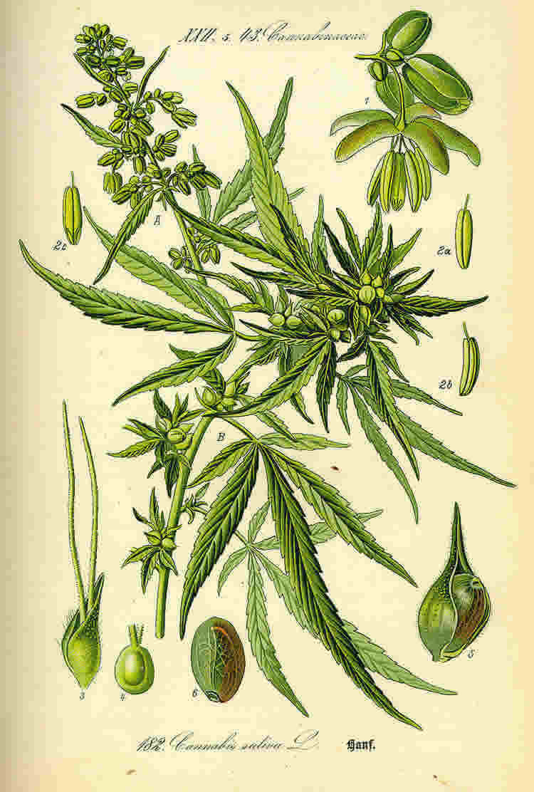 Illustration of a cannabis plant from a horticultural book.