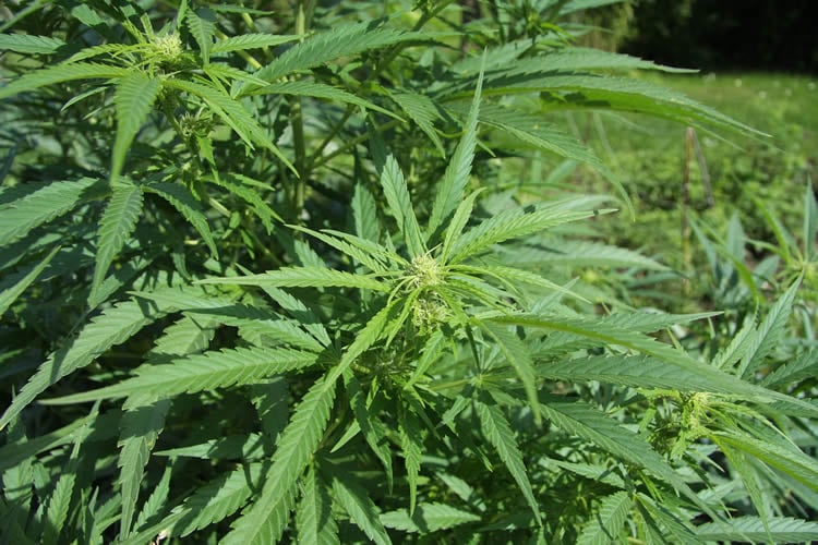 Image shows cannabis leaves.