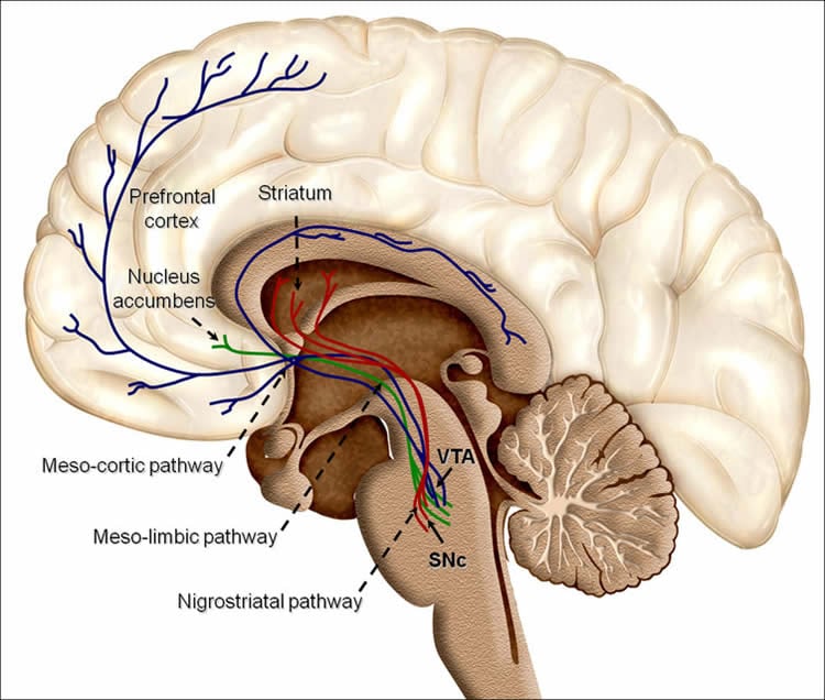 Image shows the reward system in the brain.