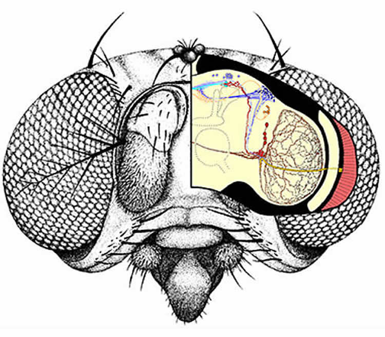 Image shows a drawing for a fruit fly.