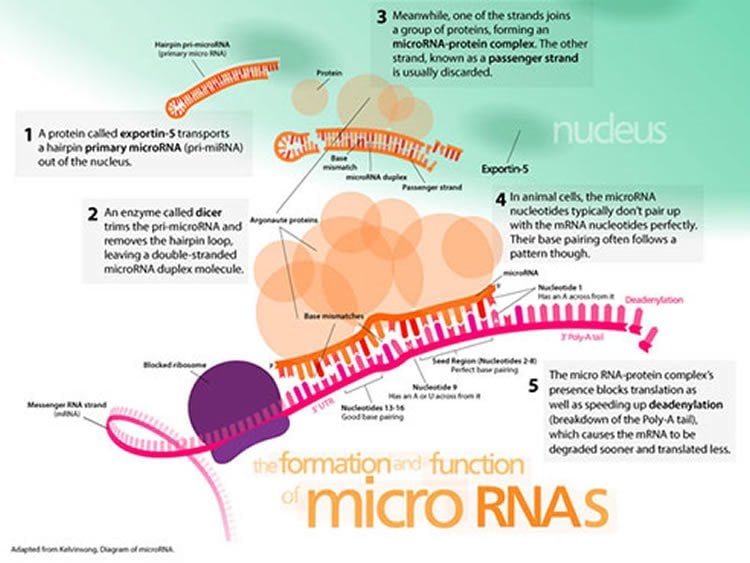 Image shows miRNA.