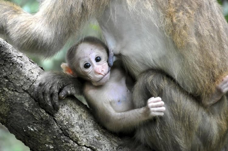 Image shows a baby monkey.