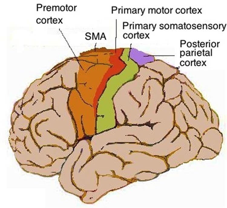 Image shows the motor cortex in the human brain.