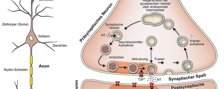 Image shows a neuron and synapse.